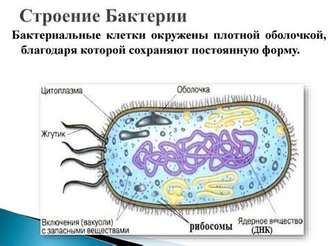 Строение и функционирование бактерий