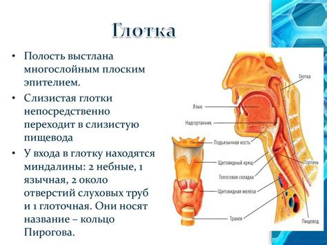 Строение и функция гортани