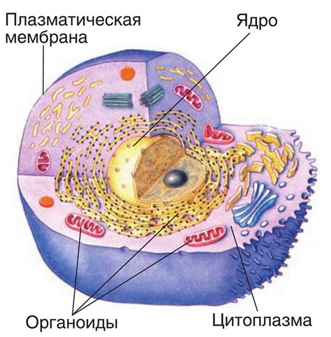 Строение клетки