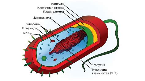 Строение клетки бактерий