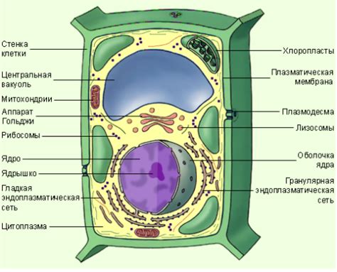 Строение клетки растения