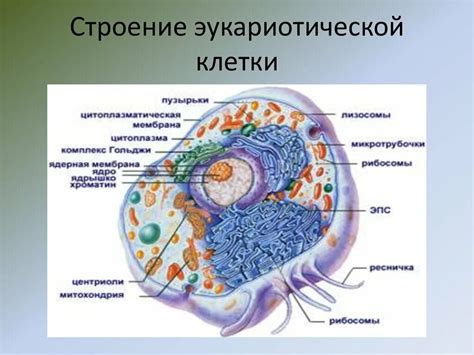 Строение клетки эукариотических организмов