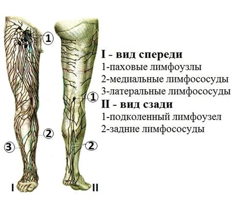 Строение лимфоузлов под коленом сзади