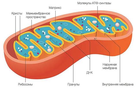 Строение митохондрий: основные компоненты