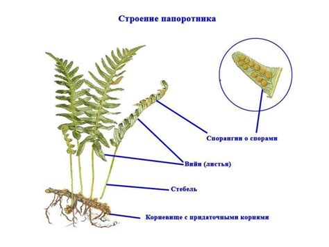 Строение папоротников: уникальная особенность растения