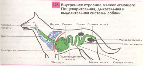 Строение пищеварительной системы собаки