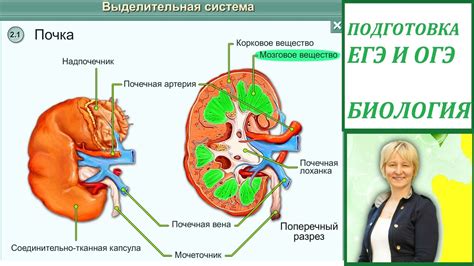 Строение почек и их роль в образовании мочи