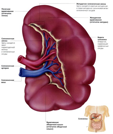 Строение селезенки: анатомия и особенности