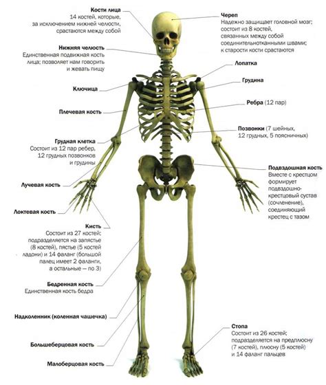 Строение скелета и конечностей