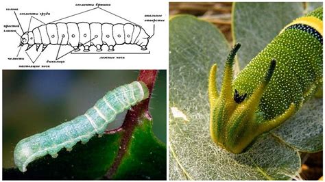 Строение тела гусениц