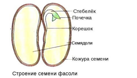 Строение фасоли