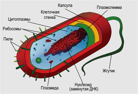 Строение хромосом у прокариотов