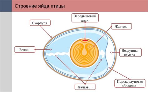 Строение яичной скорлупы