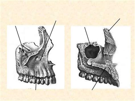 Структура верхнечелюстной кости