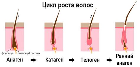 Структура волос на лбу: влияние на их длину