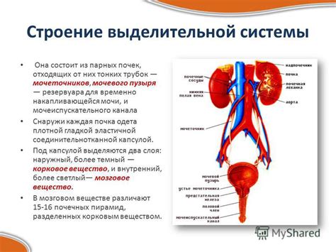 Структура выделительной системы