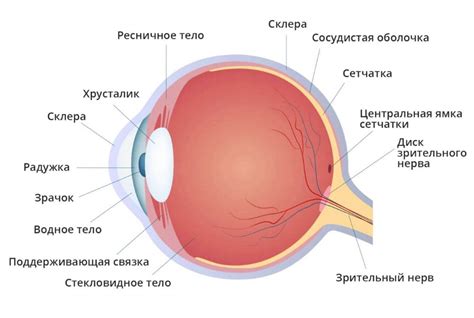 Структура глаза и его основные функции