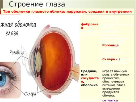 Структура глазного центра и его роль в организме диноса