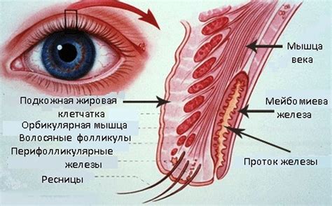 Структура глаз голубей