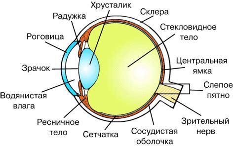 Структура глаз совы и ее связь со свечением