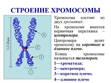 Структура двуххроматидной хромосомы