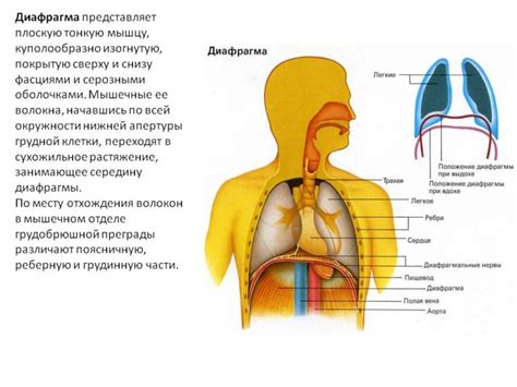 Структура диафрагмы и ее функции