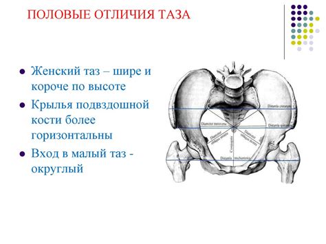 Структура женского и мужского таза: основные отличия