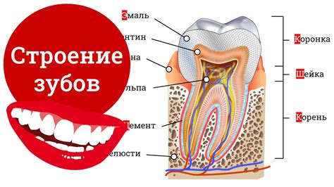 Структура зубов