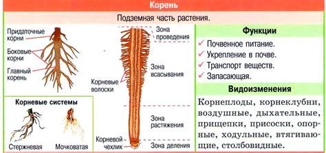 Структура и особенности корня растений