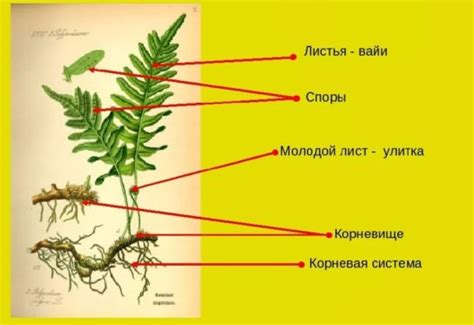 Структура и особенности мхов