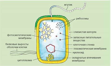 Структура и особенности прокариотов