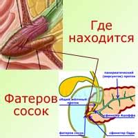 Структура и расположение сфинктера