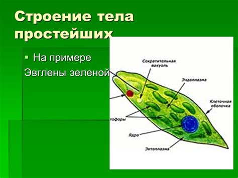 Структура и свойства эвглены