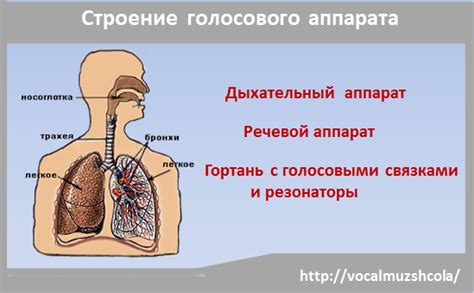 Структура и функции голосового аппарата человека: