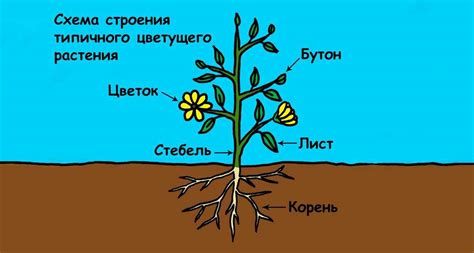 Структура и функции растений