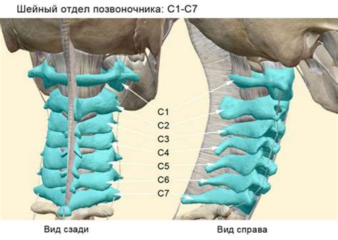 Структура и функции шейного отдела позвоночника