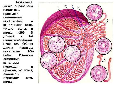 Структура и функции яичка