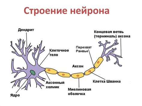 Структура и функционирование нейронов