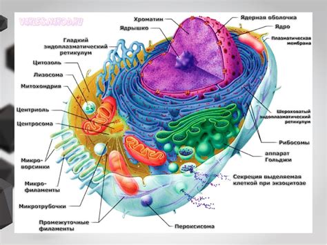 Структура клетки: основные компоненты и их функции