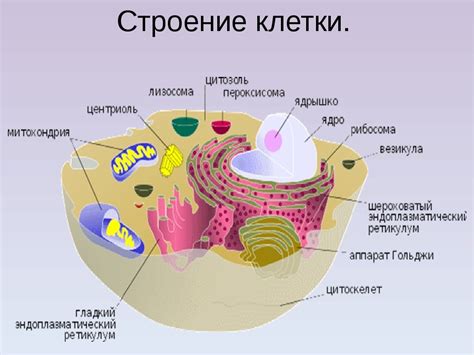 Структура клеток