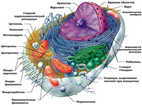 Структура клеток живых организмов