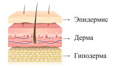 Структура кожи на пальцах