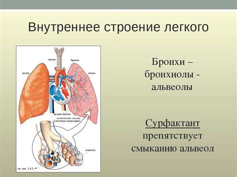 Структура легких: бронхи, альвеолы, сосуды