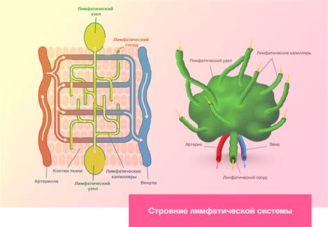 Структура лимфатической системы