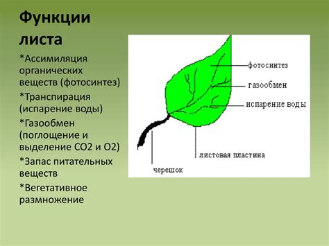 Структура листа папоротника и его функции