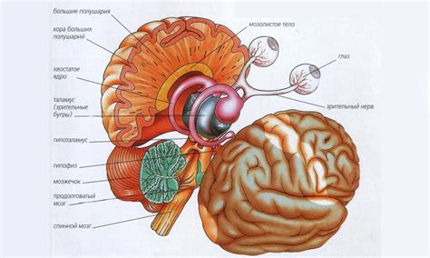 Структура мозга красноухой черепахи