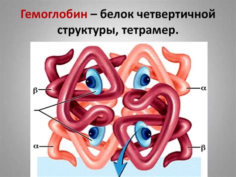 Структура мономера белка