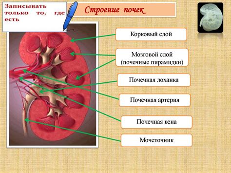 Структура мочевыделительной системы