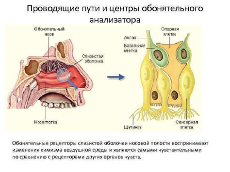 Структура носа и обонятельные рецепторы