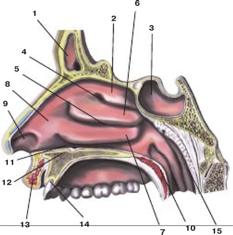 Структура носовой полости